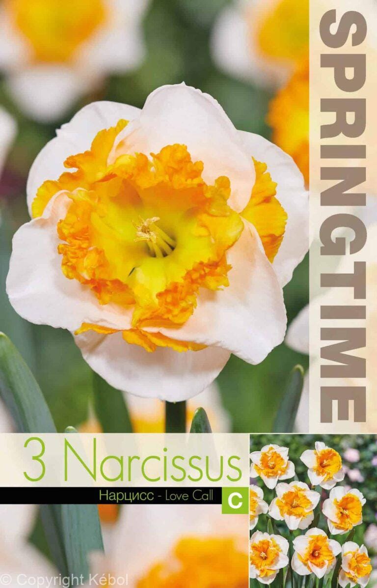 Narcissus Love Call - RB