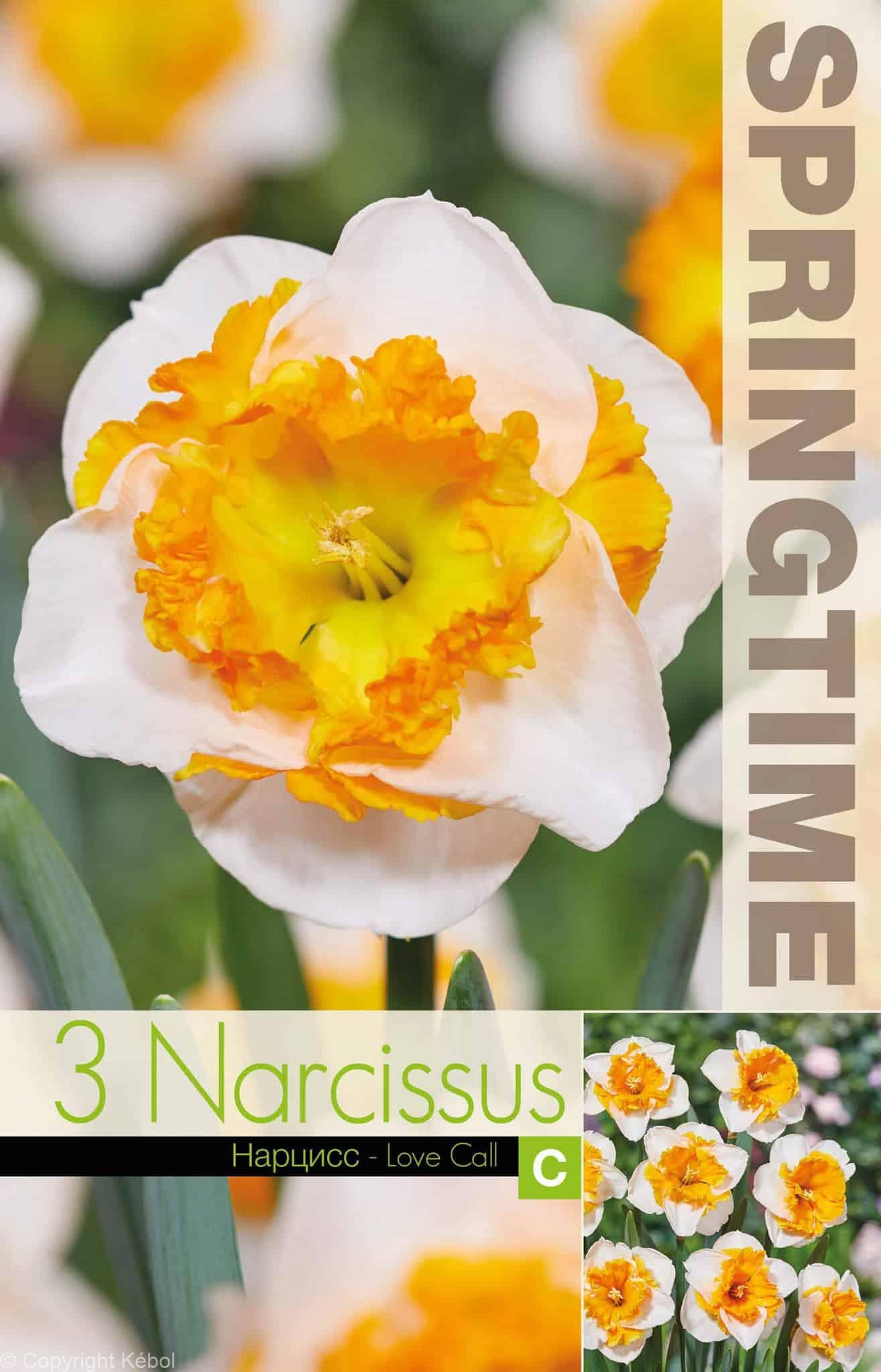 Narcissus Love Call - RB