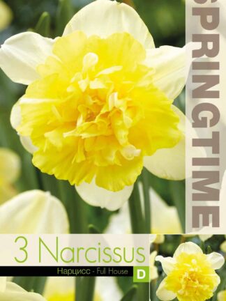 Narcissus Full House - RB