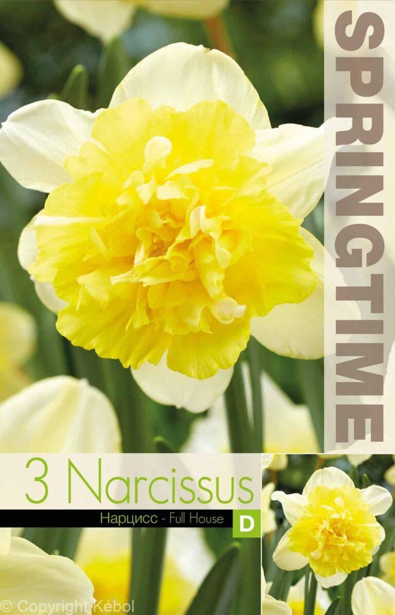 Narcissus Full House - RB