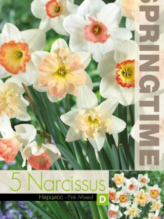 Narcissus Pink Mixed - RB
