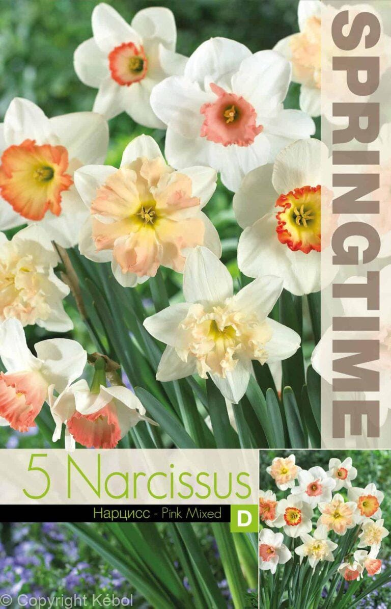 Narcissus Pink Mixed - RB