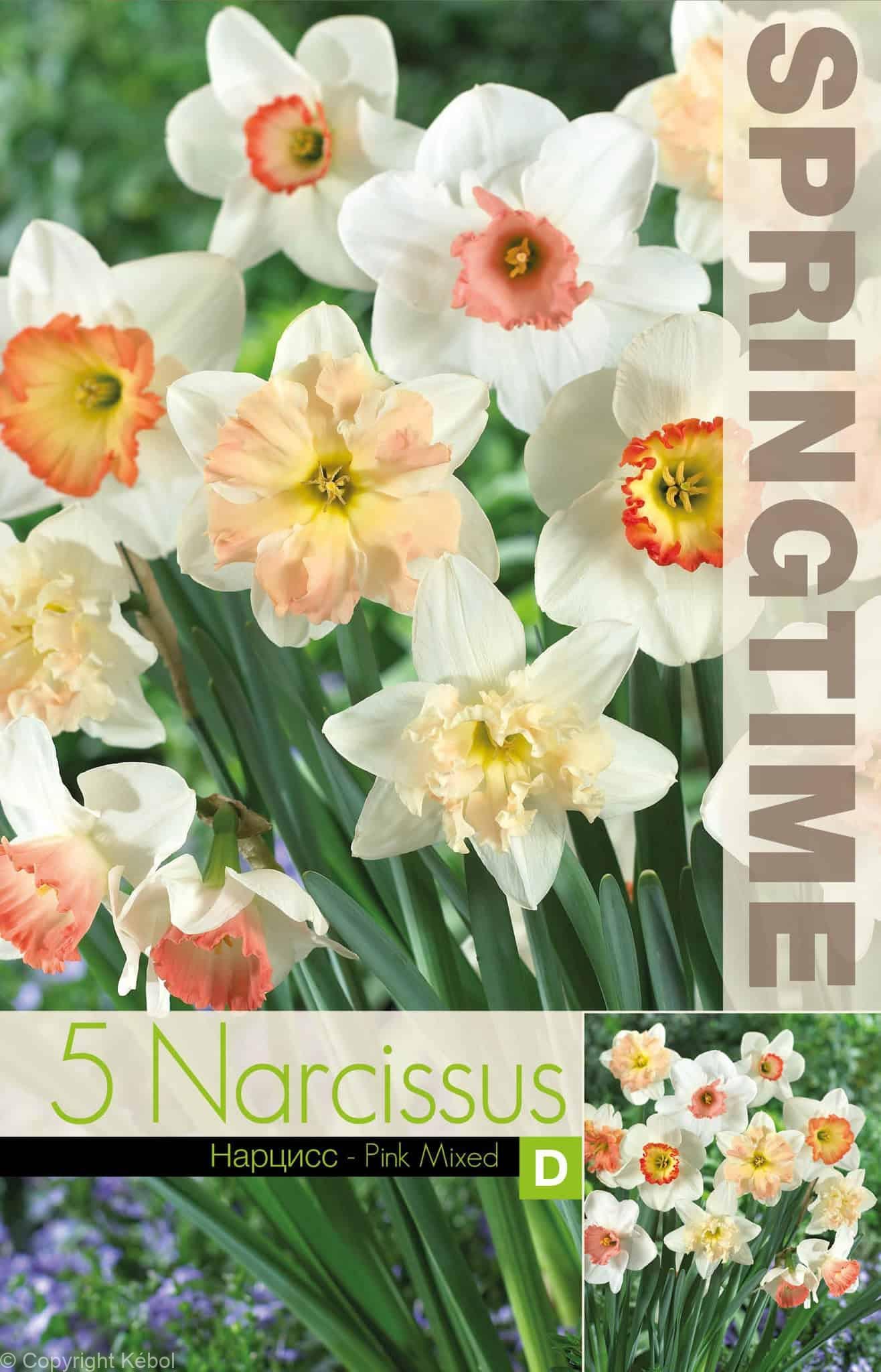 Narcissus Pink Mixed - RB