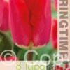 Tulipa Fostery King - RB
