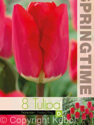 Tulipa Fostery King - RB