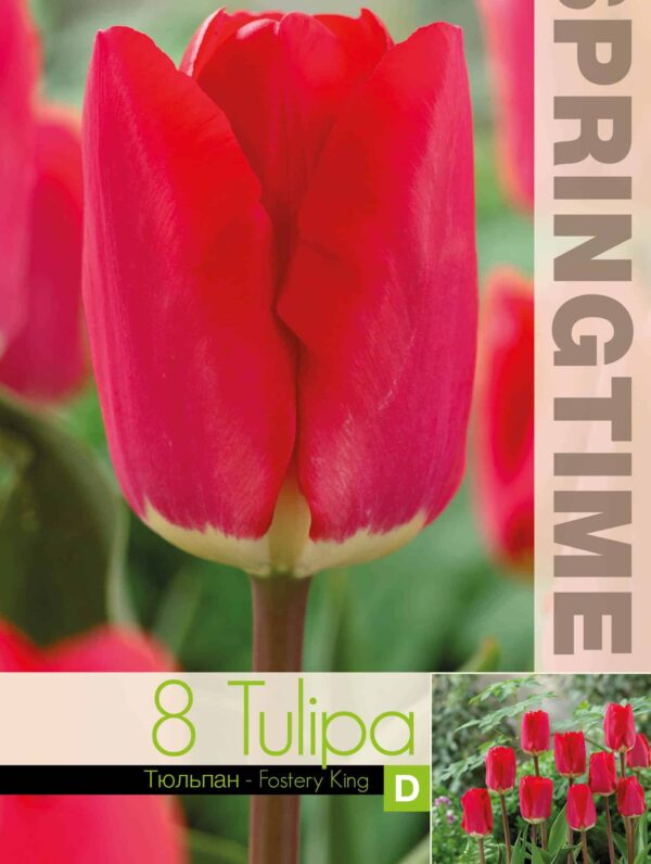 Tulipa Fostery King - RB