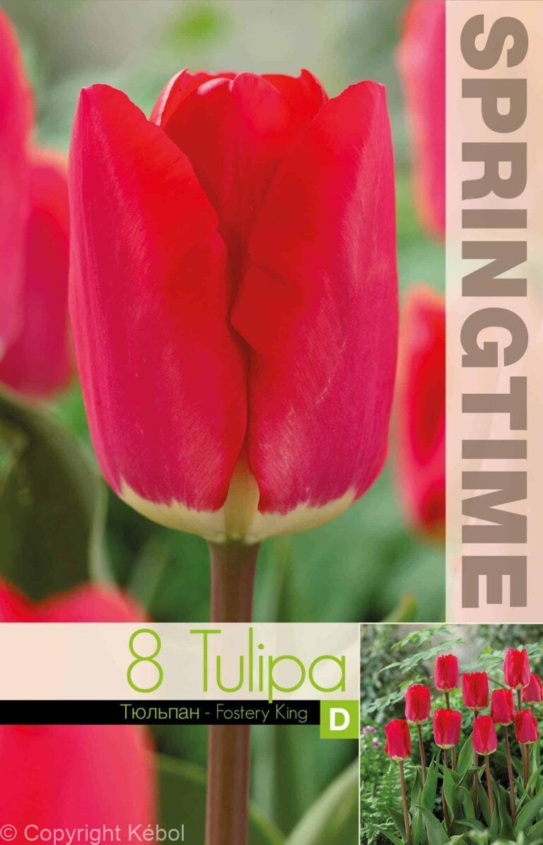 Tulipa Fostery King - RB