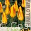 Tulipa Giuseppe Verdi - RB