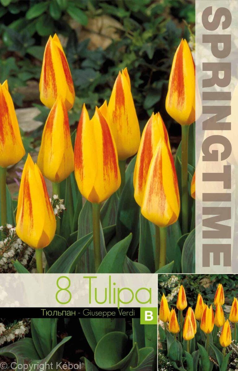 Tulipa Giuseppe Verdi - RB