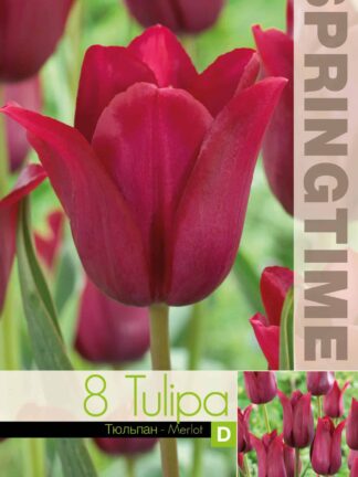 Tulipa Merlot - RB
