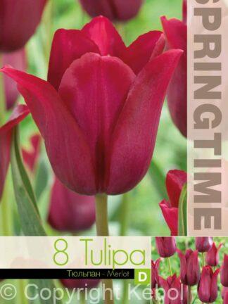 Tulipa Merlot - RB