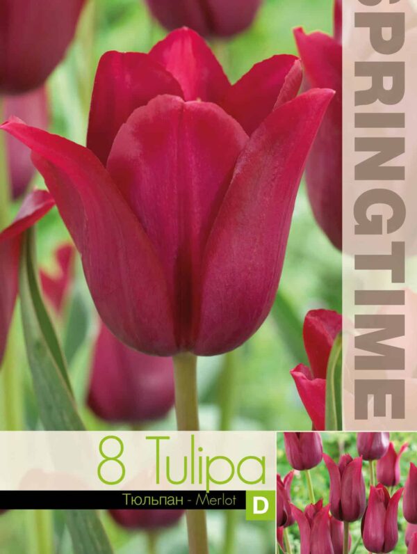 Tulipa Merlot - RB
