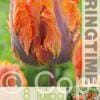 Tulipa Prinses Irene Parrot - RB