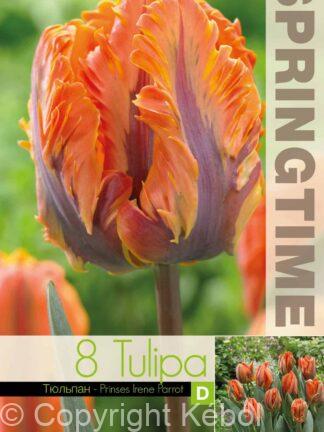 Tulipa Prinses Irene Parrot - RB