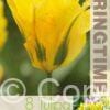 Tulipa Formosa - RB