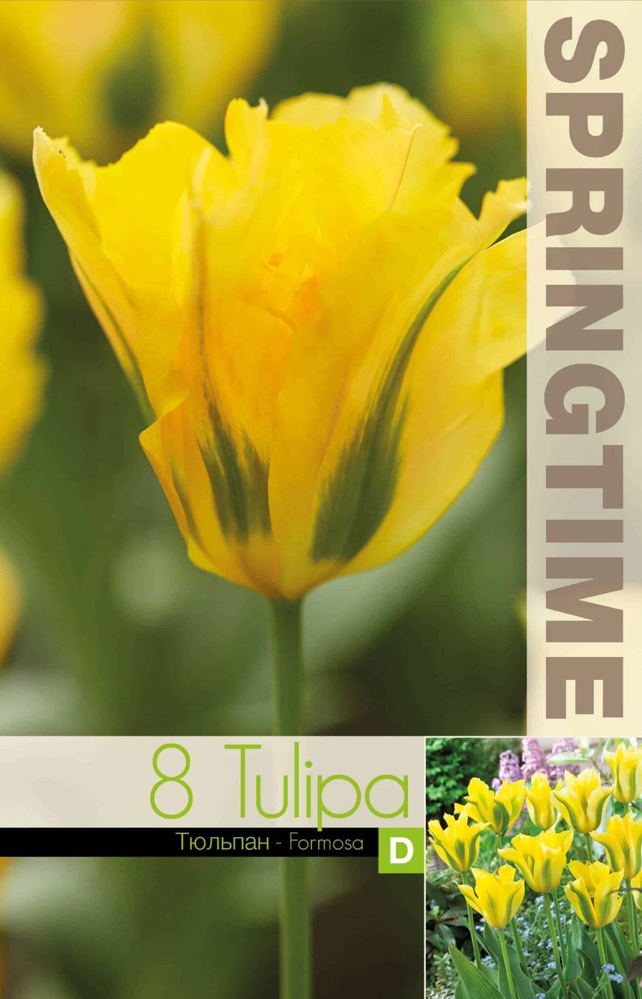 Tulipa Formosa - RB
