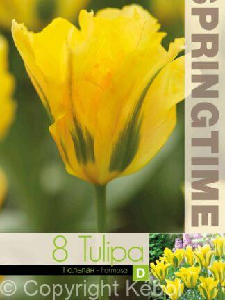 Tulipa Formosa - RB