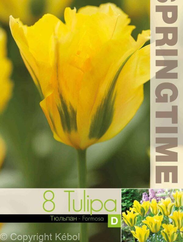Tulipa Formosa - RB