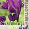 Iris Reticulata J.S. Dijt - RB