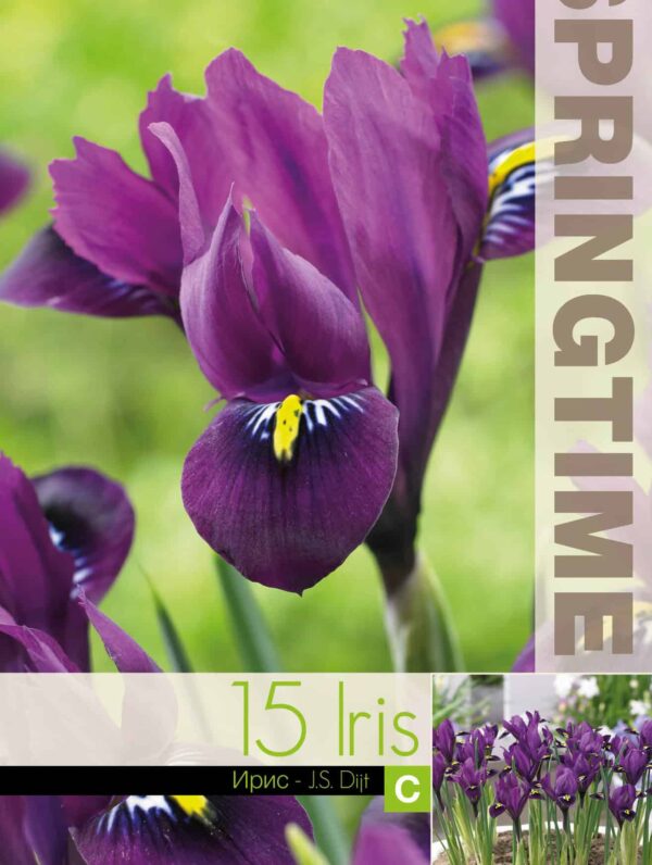 Iris Reticulata J.S. Dijt - RB
