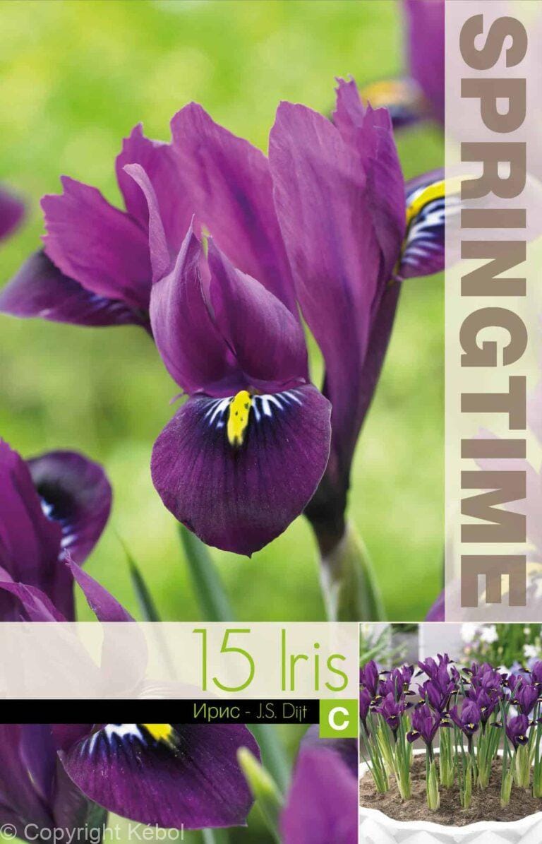 Iris Reticulata J.S. Dijt - RB