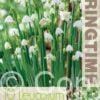 Leucojum Aestivum - RB