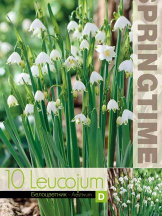 Leucojum Aestivum - RB