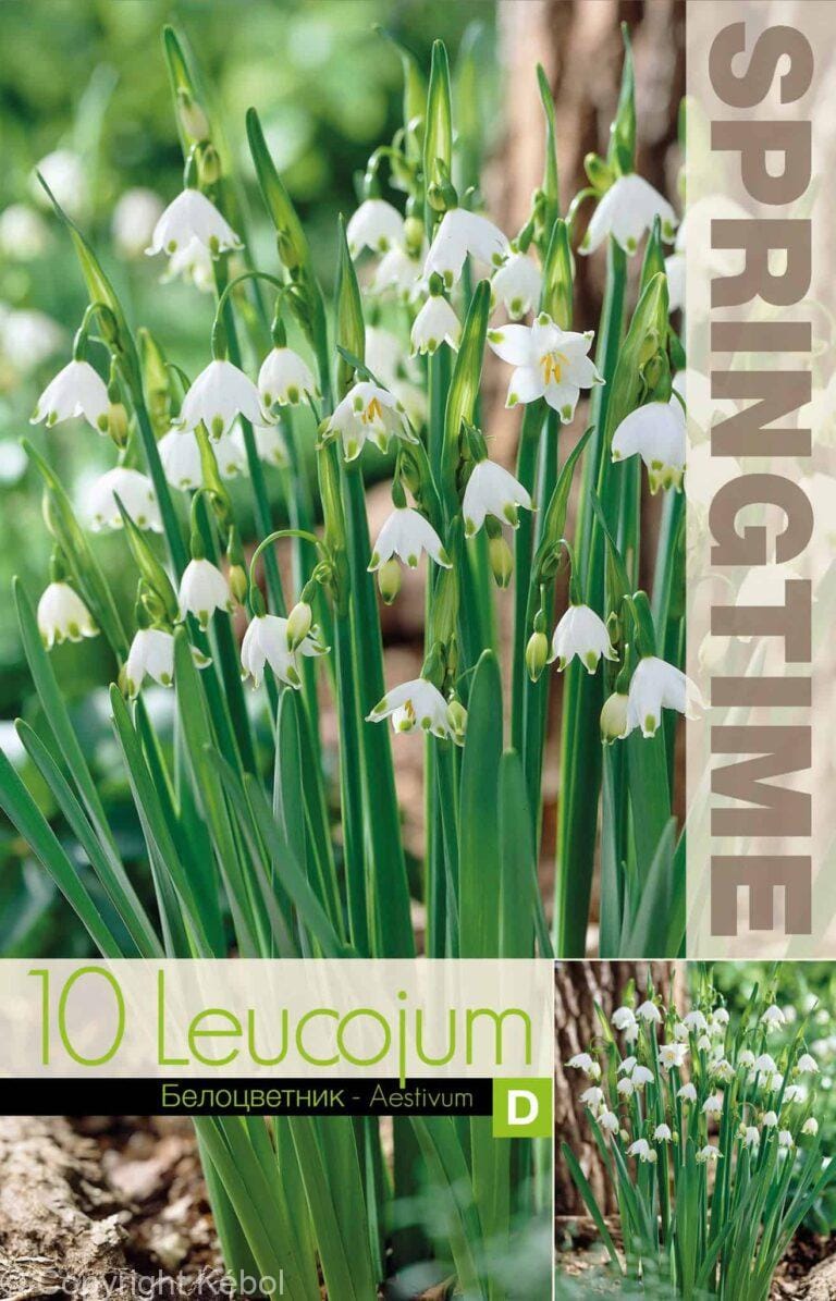 Leucojum Aestivum - RB