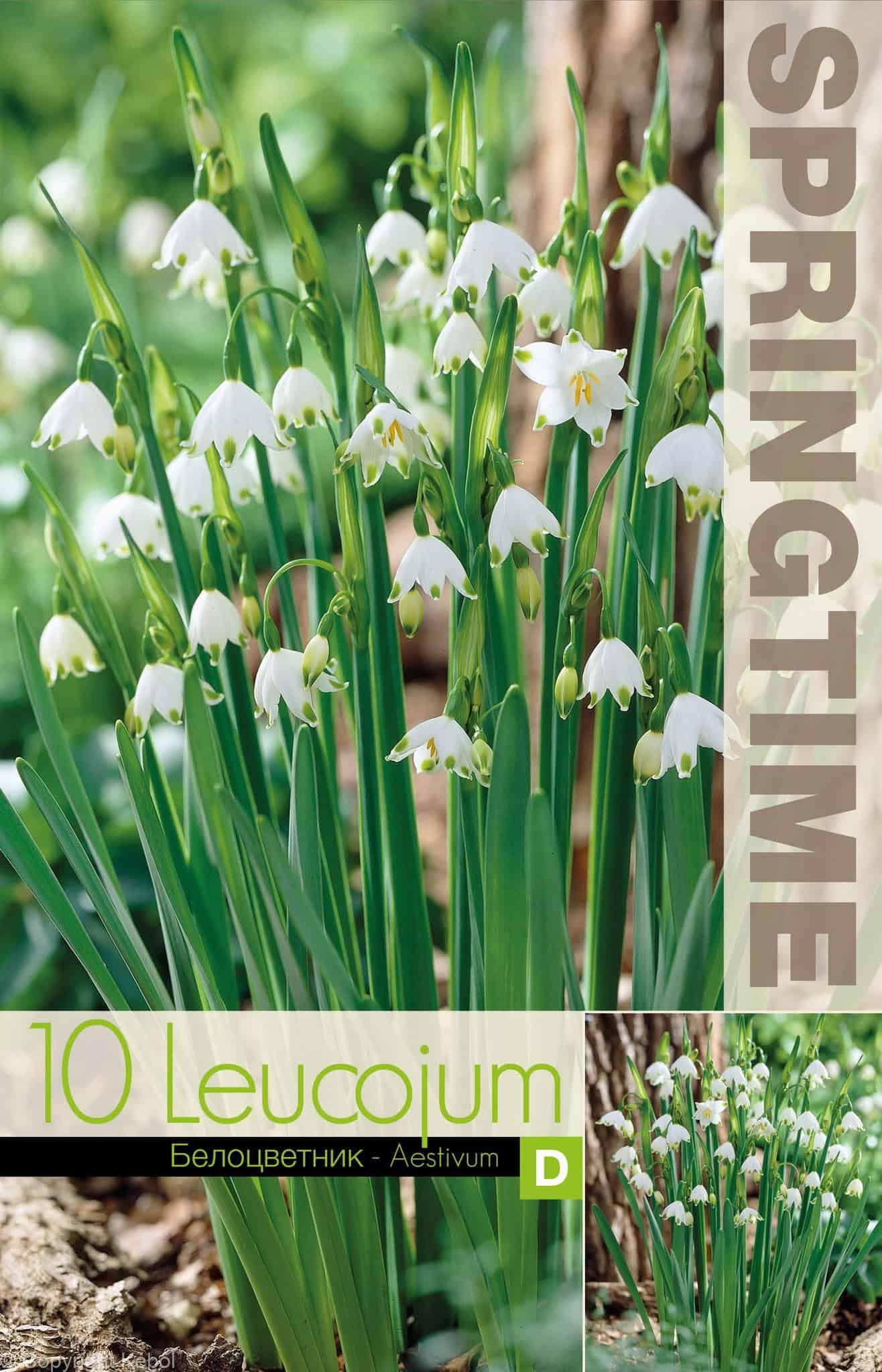 Leucojum Aestivum - RB