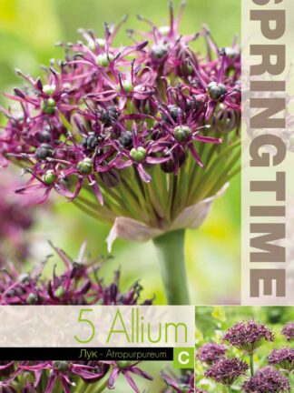Allium Atropurpureum - RB
