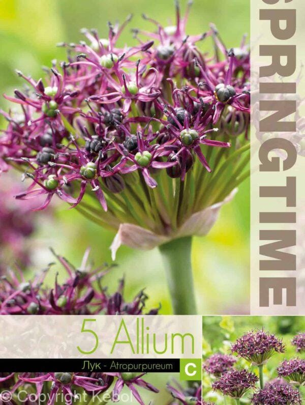 Allium Atropurpureum - RB