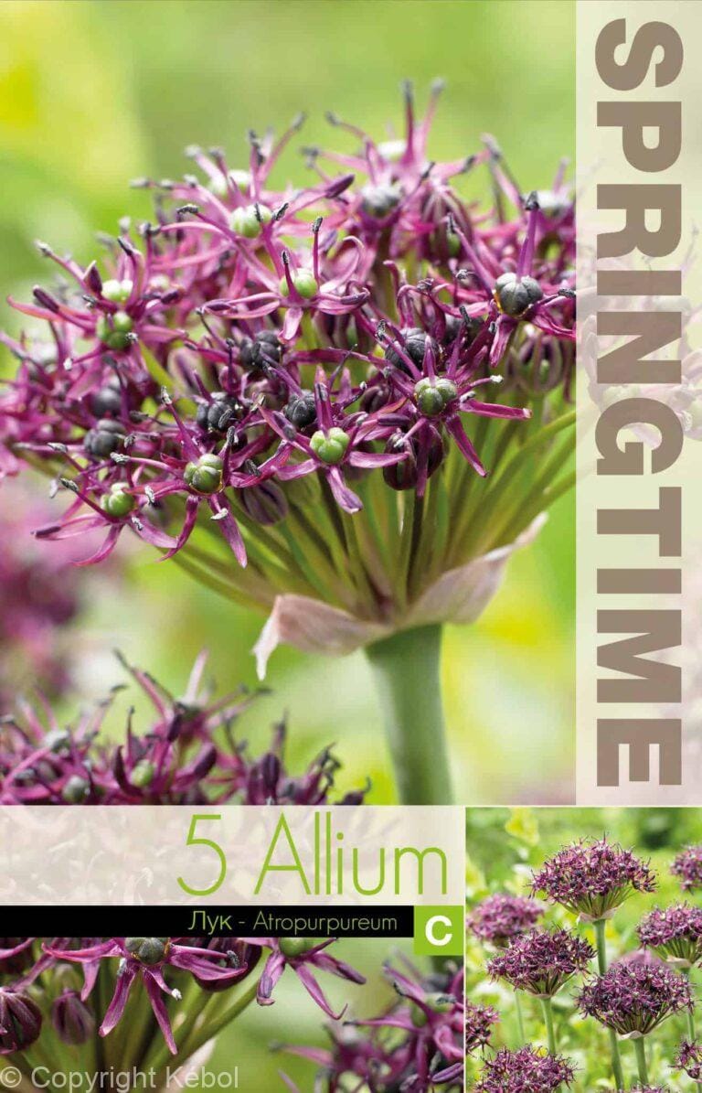 Allium Atropurpureum - RB