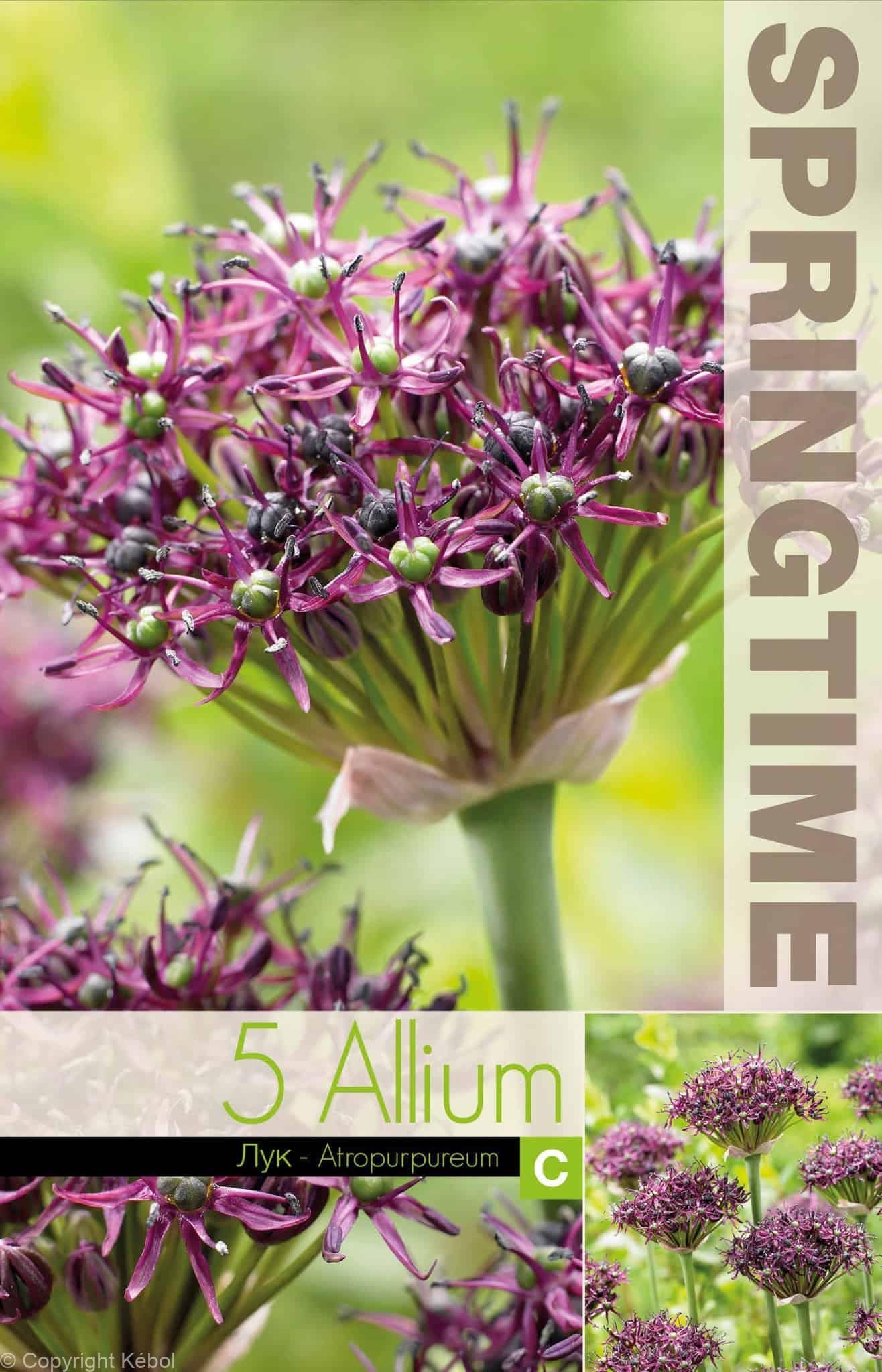 Allium Atropurpureum - RB
