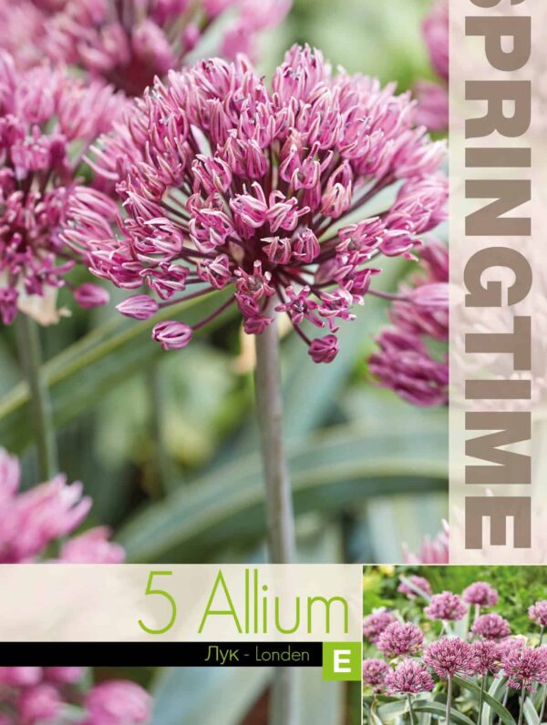 Allium Londen - RB