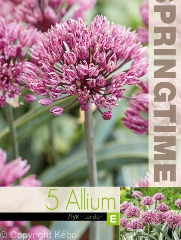 Allium Londen - RB