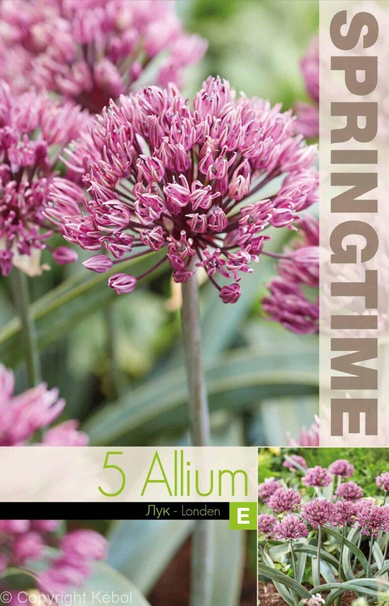 Allium Londen - RB