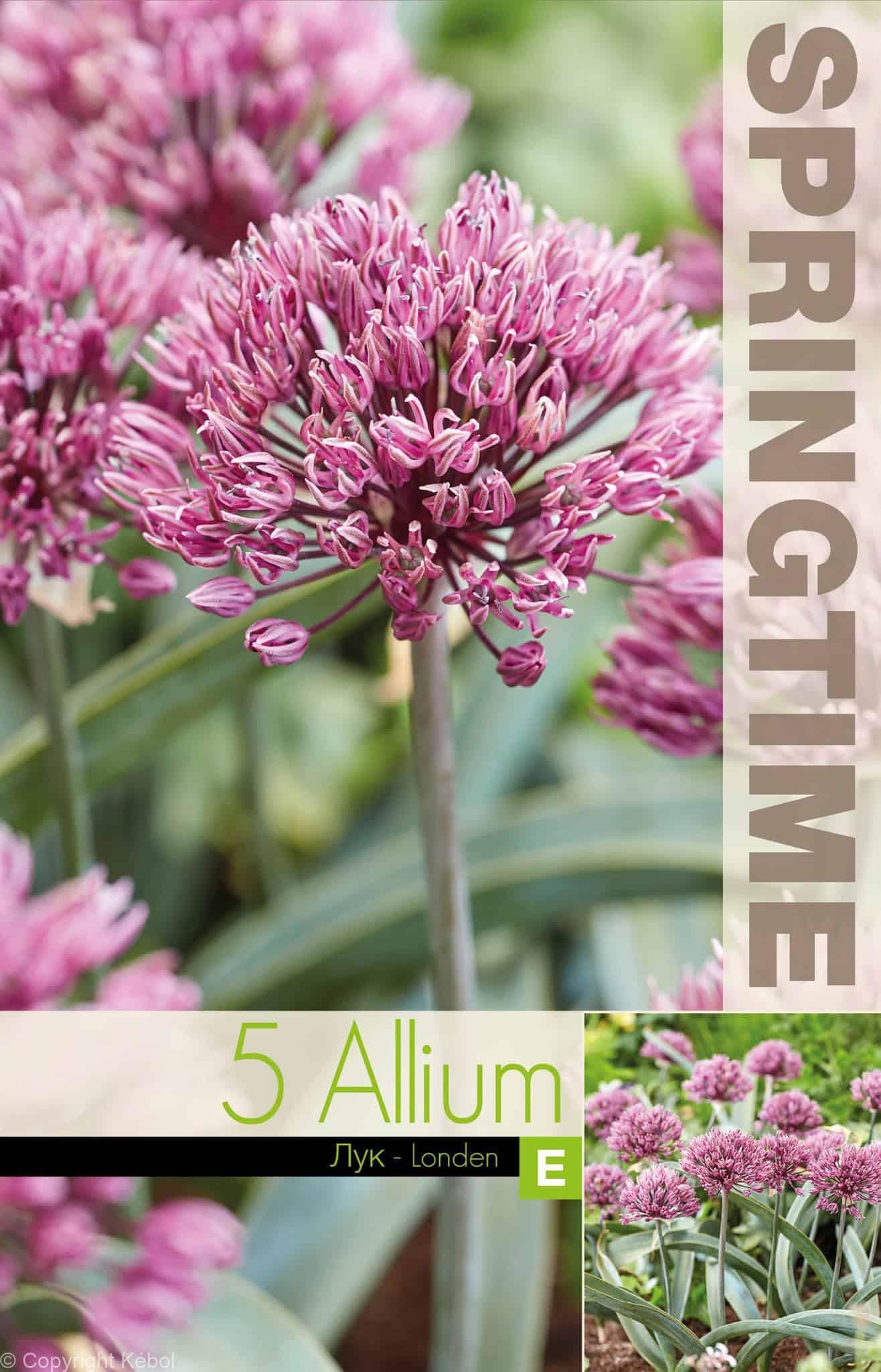 Allium Londen - RB