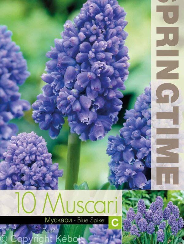 Muscari Blue Spike - RB