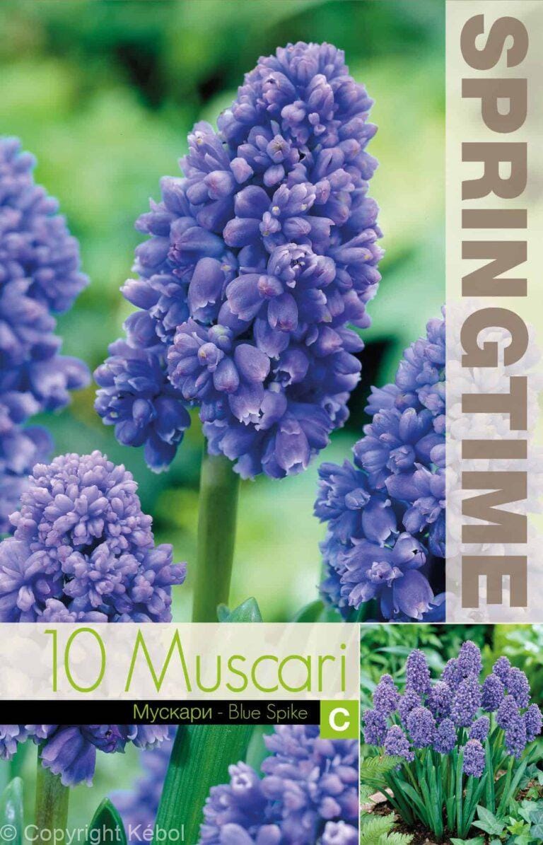 Muscari Blue Spike - RB