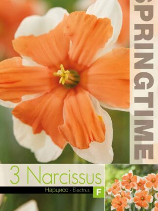 Narcissus Electrus - RB