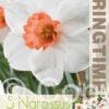 Narcissus Cool Flame - RB