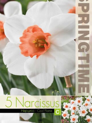 Narcissus Cool Flame - RB