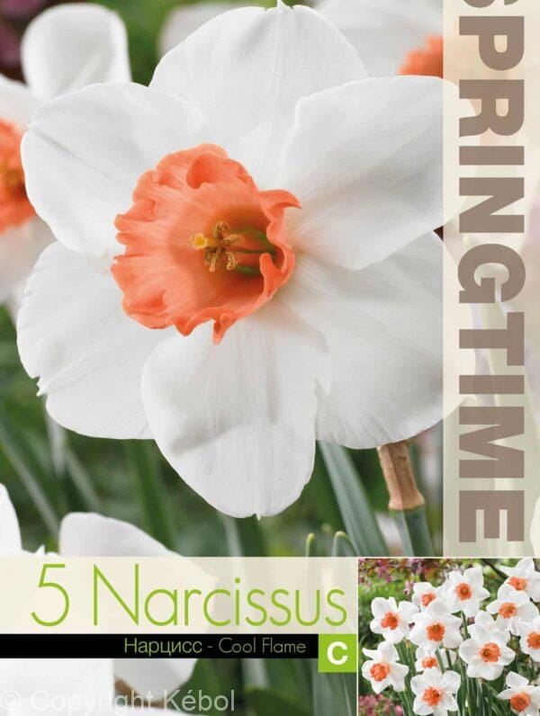 Narcissus Cool Flame - RB