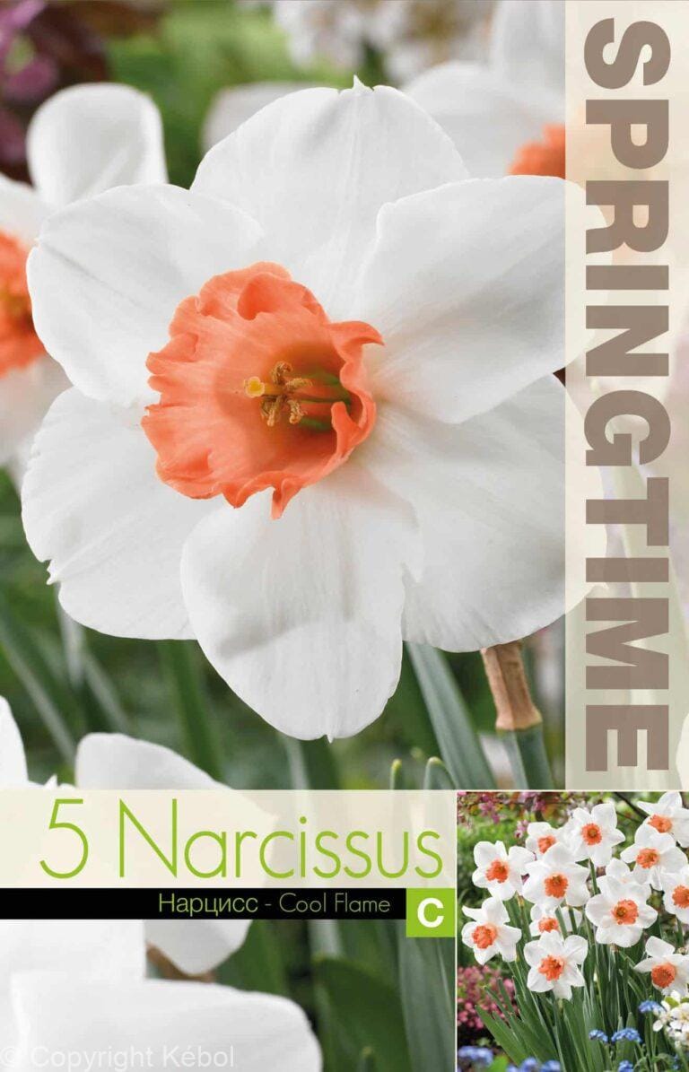 Narcissus Cool Flame - RB