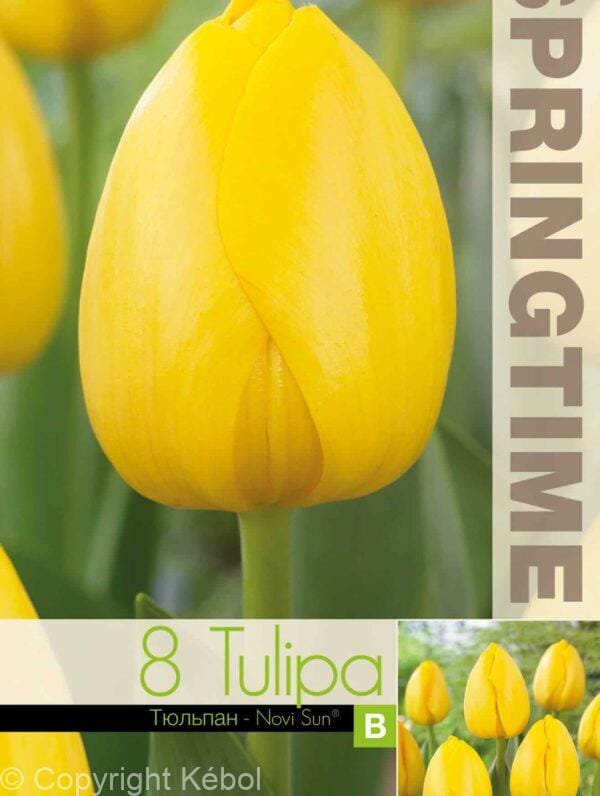 Tulipa Novi Sun - RB