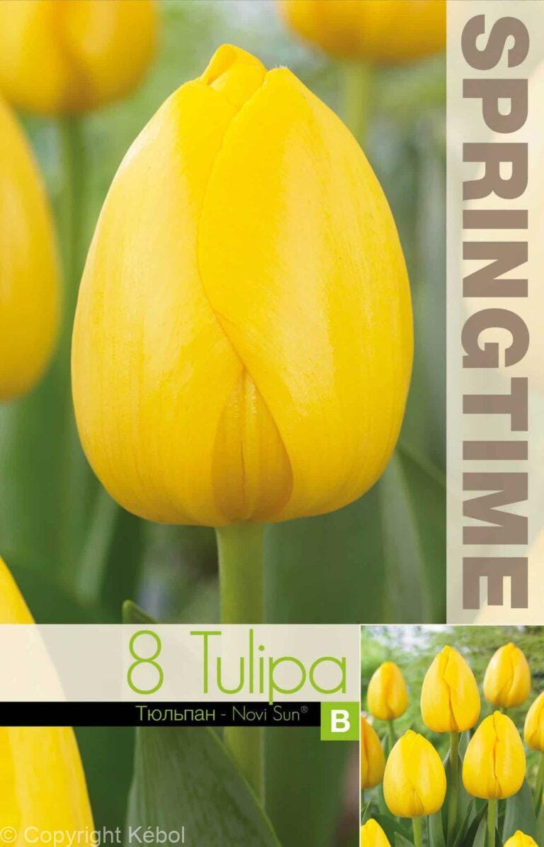 Tulipa Novi Sun - RB