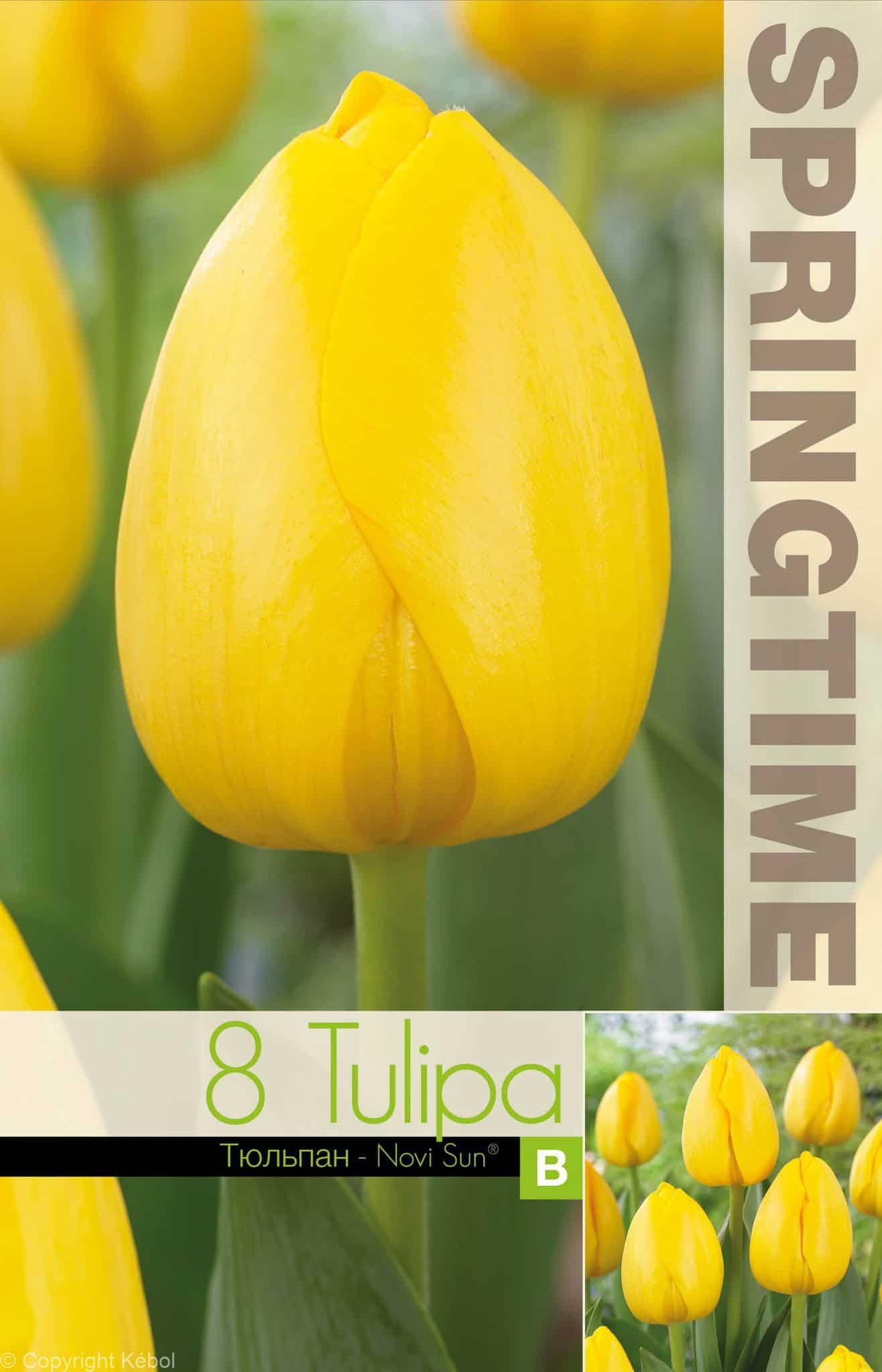 Tulipa Novi Sun - RB