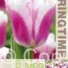 Tulipa Siesta - RB