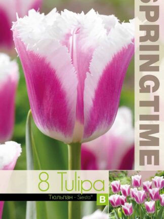 Tulipa Siesta - RB