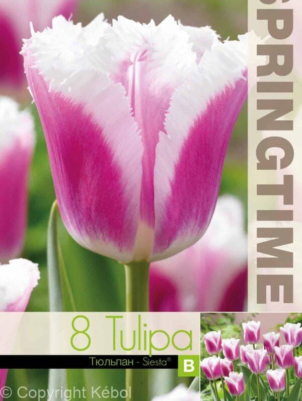 Tulipa Siesta - RB